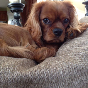 Meet your Posher, Todd